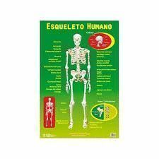 VADE ESQUELETO HUMANO