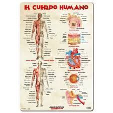 LAMINA EDUCATIVA EL CUERPO HUMANO