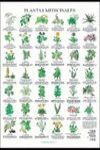 PLANTAS MEDICINALES POSTER