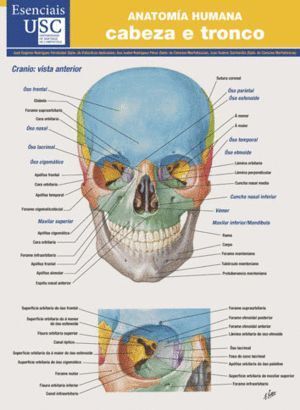 ANATOMIA HUMANA