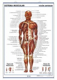 LAMINA ANATOMIA SISTEMA MUSCULAR D/C 70X100